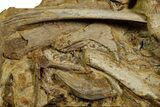 Sandstone with Hadrosaur Teeth, Tendons & Bones - Wyoming #370694-1